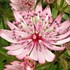 'Sparkling Stars Pink' Astrantia