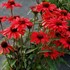 PRIMA 'Ruby' Coneflower