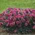 Dianthus 'Cherry Vanilla' FRUIT PUNCH Series