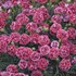Dianthus 'Cherry Vanilla' FRUIT PUNCH Series