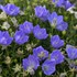 'Rapido Blue' Bellflower