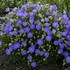 'Rapido Blue' Bellflower