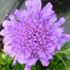 'Flutter Deep Blue' Pincushion Flower