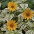 Heliopsis 'Sunburst'
