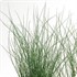 Juncus 'Blue Arrows' Blue Arrows Rush