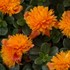 Portulaca Colorblast Double Mandarin