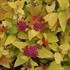 Double Play Candy Corn Spirea
