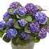 Let's Dance Blue Jangles Reblooming Hydrangea