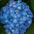 Let's Dance Blue Jangles Reblooming Hydrangea