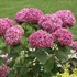 'Invincibelle Mini Mauvette' Smooth Hydrangea arborescens