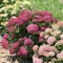 'Invincibelle Mini Mauvette' Smooth Hydrangea arborescens