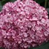 'Invincibelle Mini Mauvette' Smooth Hydrangea arborescens