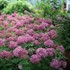 'Invincibelle Mini Mauvette' Smooth Hydrangea arborescens