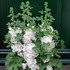 'Spring Celebrities White' Hollyhock