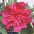 Spring Celebrities Carmine-Rose Hollyhock Alcea