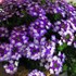 'Hurricane Blue' Verbena