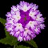 'Hurricane Blue' Verbena