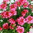 'Hurricane Hot Pink'  Verbena