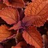 Coleus 'Wall Street'