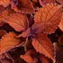 Coleus 'Wall Street'