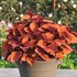 Coleus 'Wall Street'