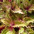 Coleus Peter's Wonder