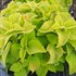 Coleus 'Chartres Street' 