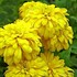 'Goldquelle' Rudbeckia