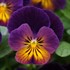 'Northern Lights' Viola