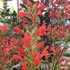 Agastache ‘Kudos Red’