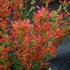 Agastache ‘Kudos Red’