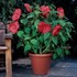 Hibiscus 'Luna Red'