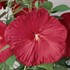 Hibiscus 'Luna Red'