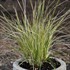 Deschampsia 'Northern Lights'