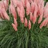 Pink Pampass Grass