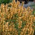 Agastache 'Kudos Gold'