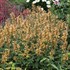 Agastache 'Kudos Gold'