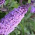 'Buzz Lavender' Butterfly Bush