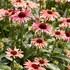 'Playful Meadow Mama' Coneflower