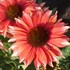 'Playful Meadow Mama' Coneflower