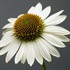 Sombrero 'Blanco' Coneflower