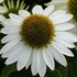 Sombrero 'Blanco' Coneflower
