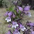 Penstemon 'Midnight Masquerade'