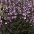Penstemon 'Midnight Masquerade'