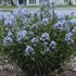 Amsonia tabernaemontana 'Storm Cloud'