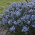 Amsonia tabernaemontana 'Storm Cloud'