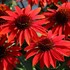 'Sombrero Sangrita' Coneflower