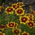 Coreopsis UPTICK Gold & Bronze