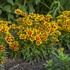 Coreopsis UPTICK Gold & Bronze