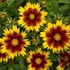 Coreopsis UPTICK Gold & Bronze